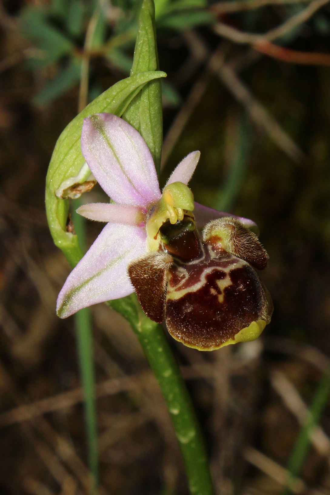 Orchidee dell''Imperiese